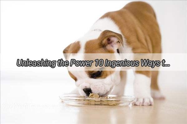 Unleashing the Power 10 Ingenious Ways to Play Fetch with Your Pup